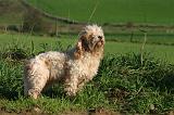 PTIT BASSET GRIFFON V.  010